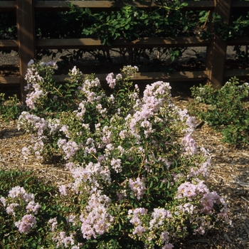 Lagerstroemia indica 'Lafayette' 