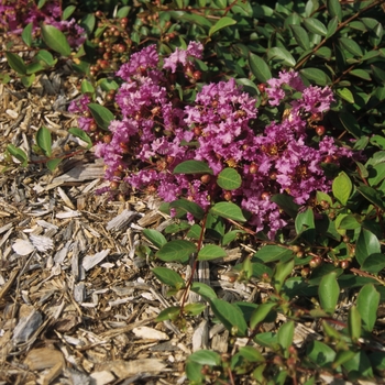 Lagerstroemia indica 'New Orleans'