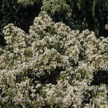 Lagerstroemia indica 'Pixie White'