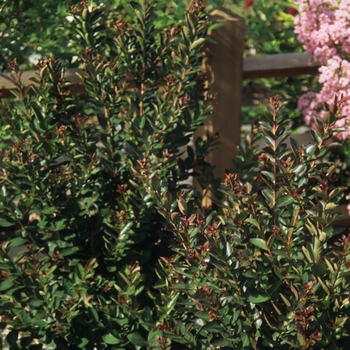 Lagerstroemia indica 'Raspberry Sundae®' 10297