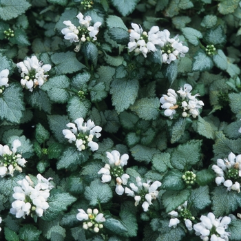 Lamium album 