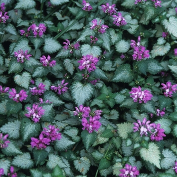 Lamium maculatum 'Beacon Silver'