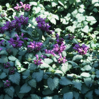 Lamium maculatum 'Beedham's White' 