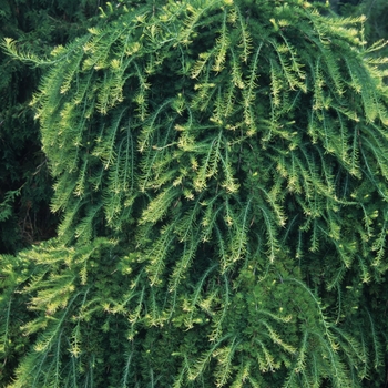 Larix decidua 'Julian's Weeper'