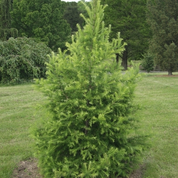 Larix gmelinii var 'Olgensis'