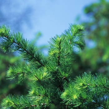 Larix kaempferi 