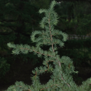 Larix kaempferi 'Diana' 