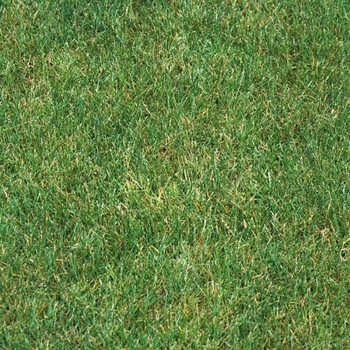 Lolium perenne 