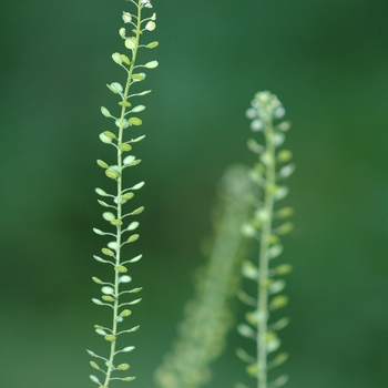 Lepidium virginicum '' (033220)