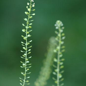 Lepidium virginicum 