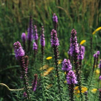 Liatris spicata 