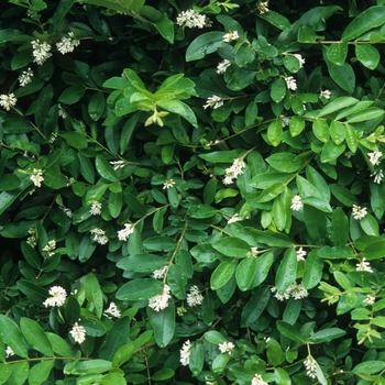 Ligustrum obtusifolium 