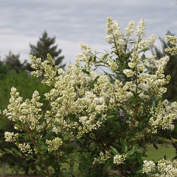 Ligustrum vulgare