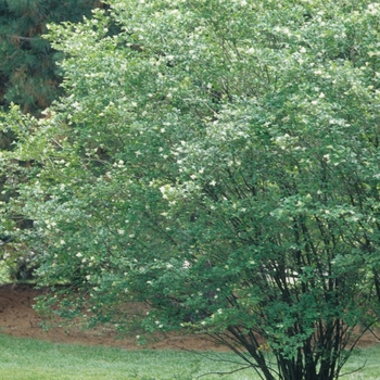 Ligustrum x ibolium