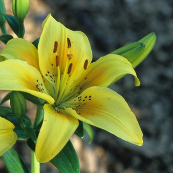 Lilium 'Adelina'