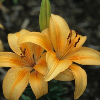 Lilium 'Buff Pixie' 