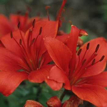 Lilium 'Crimson Pixie' 