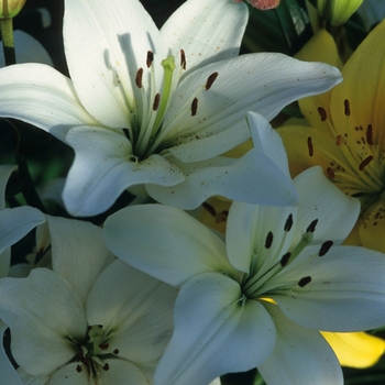 Lilium 'Navona'