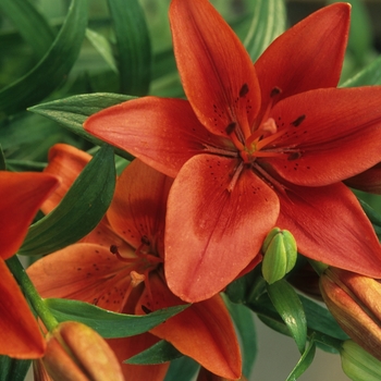 Lilium 'Red Potter' 