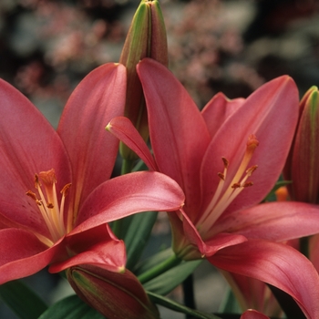 Lilium 'Royal Ruby' 