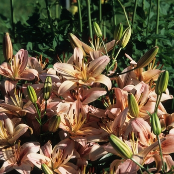 Lilium 'Sirocco' 