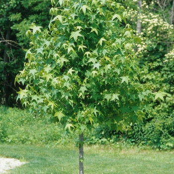 Liquidambar styraciflua 