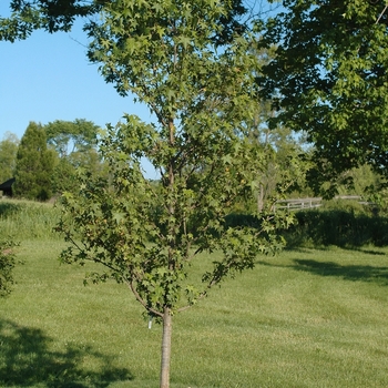 Liquidambar styraciflua 'Cherokee™'