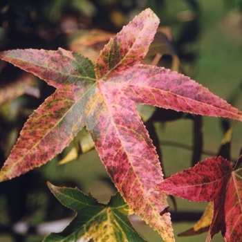 Liquidambar styraciflua 'Gold Dust'