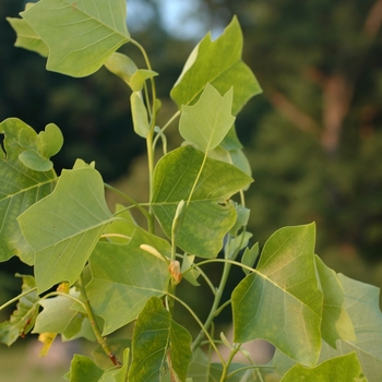 Liriodendron tulipifera 'Milepost 10' 