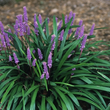 Liriope muscari 'Christmas Tree'