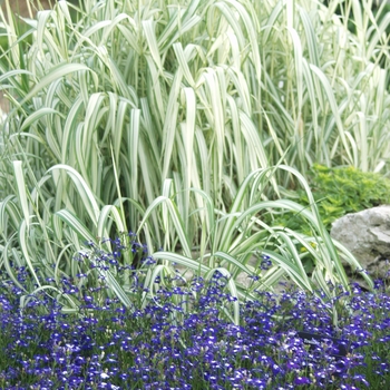 Lobelia erinus '' (033317)