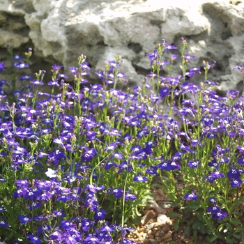 Lobelia erinus '' (033318)