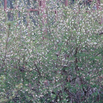 Lonicera fragrantissima 
