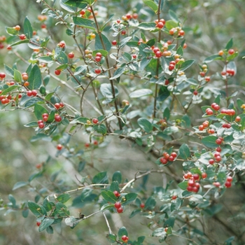 Lonicera korolkowii var. zabelii