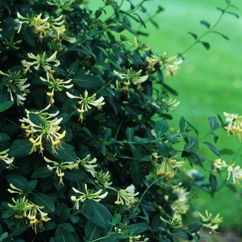 Lonicera periclymenum 'Graham Thomas'