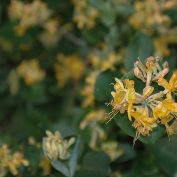 Lonicera x tellmanniana 