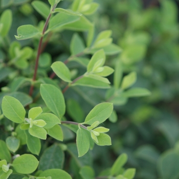 Lonicera xylosteum 'Claveyi' 