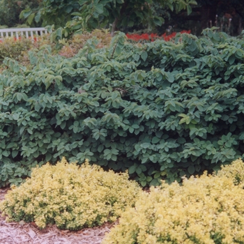 Lonicera xylosteum 'Emerald Mound ('Nana')' 