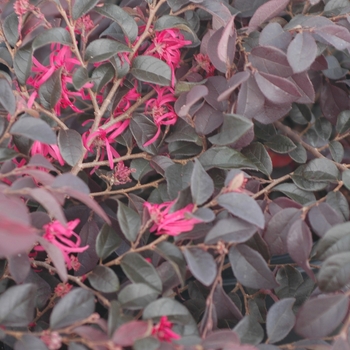 Loropetalum chinense var. rubrum 'Burgundy' 