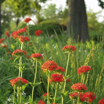 Lychnis chalcedonica