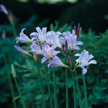 Lycoris squamigera 