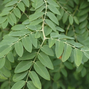Maackia amurensis '' (033384)