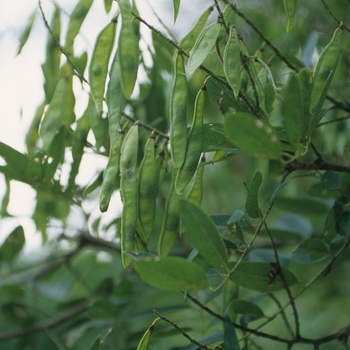 Maackia chinensis 