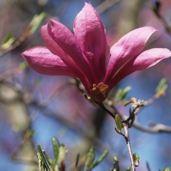 Magnolia Little Girl 'Betty'