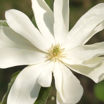 Magnolia acuminata 'Goldstar' 