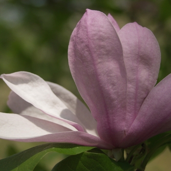 Magnolia Little Girl 'Pinkie'