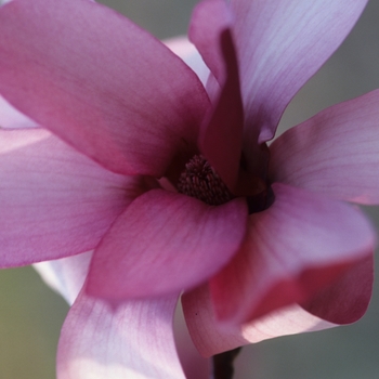 Magnolia 'Royal Crown' 