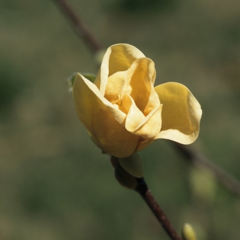 Magnolia x brooklynensis 'Yellow Bird' 