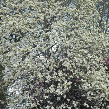 Magnolia acuminata 'Yellow Fever'