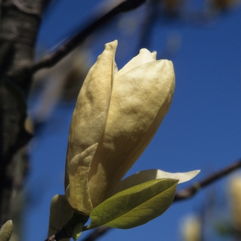 Magnolia 'Yellow Lantern' 